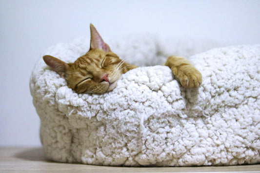Dog beds vs. cat beds: What's the difference?