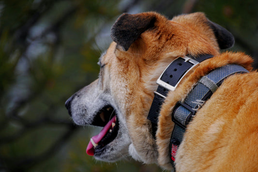 Dog collars: A practical helper and everyday accessory
