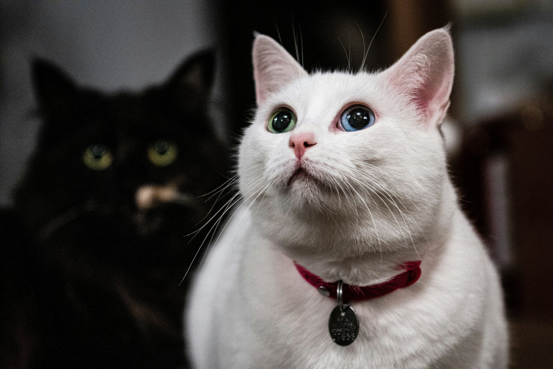 Cat collars: Safety, identification, and comfort