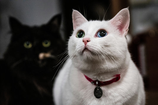 Cat collars: Safety, identification, and comfort
