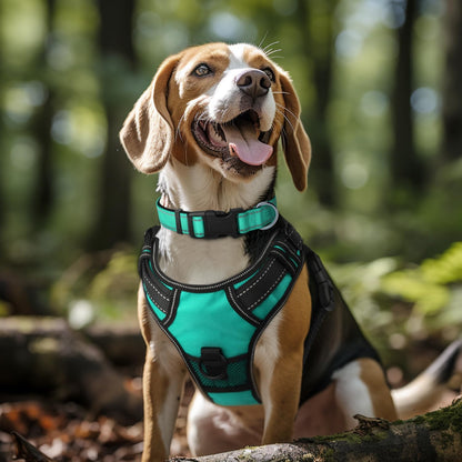 Harper Reflect Collar – Adjustable Reflective Dog Collar for Safety & Outdoor Walks