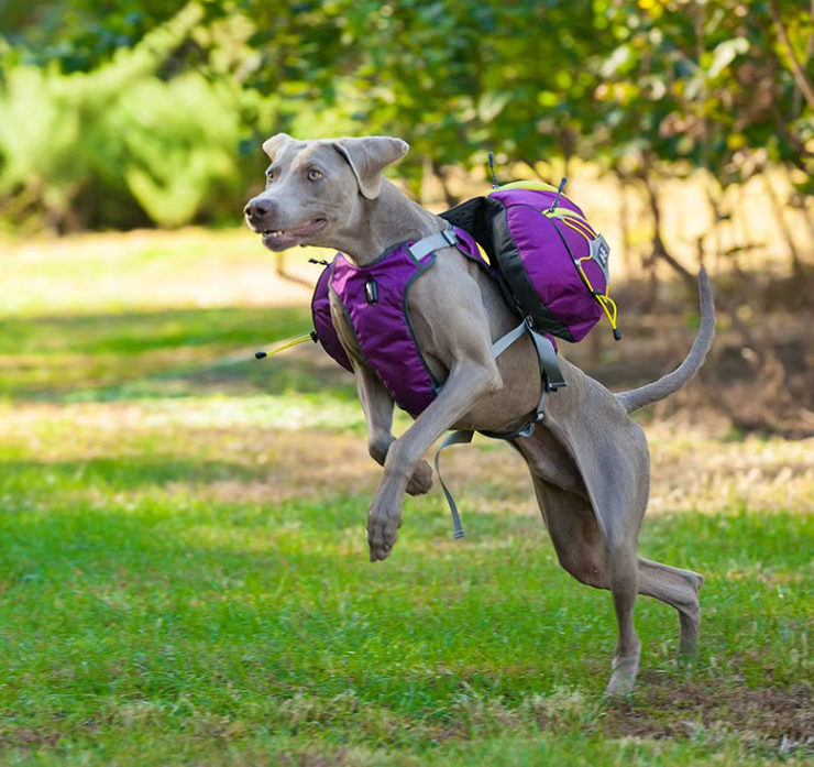 ScoutPack Carrier – Hands-Free Dog Backpack for Hiking & Outdoor Adventures