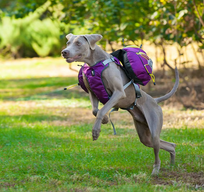 ScoutPack Carrier – Hands-Free Dog Backpack for Hiking & Outdoor Adventures