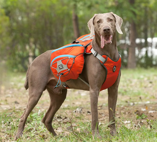 ScoutPack Carrier – Hands-Free Dog Backpack for Hiking & Outdoor Adventures
