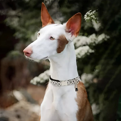 Collar with a Zigzag Pattern for Dogs