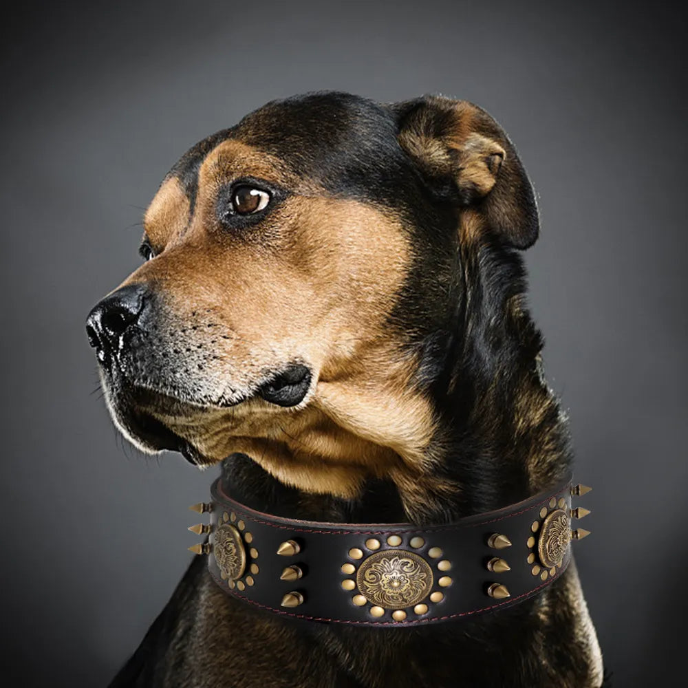 Dog Collar with Metal Details for Dogs