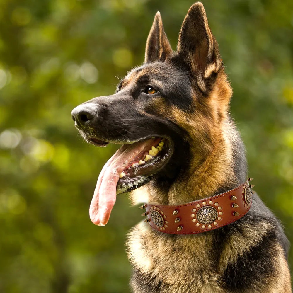 Dog Collar with Metal Details for Dogs
