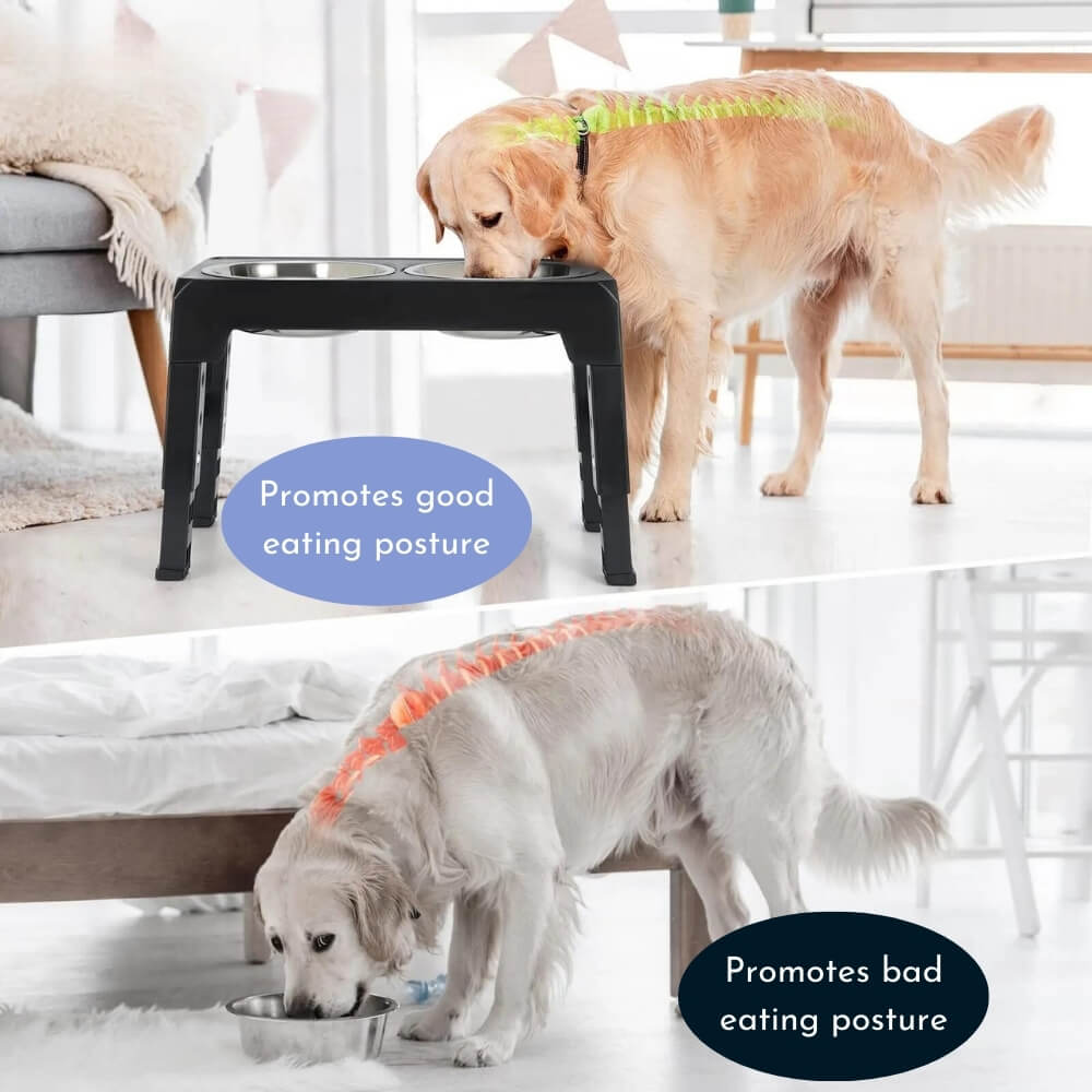 The Elevated Dog Bowl