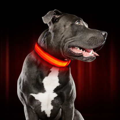 USB Rechargeable LED Collar for Dogs