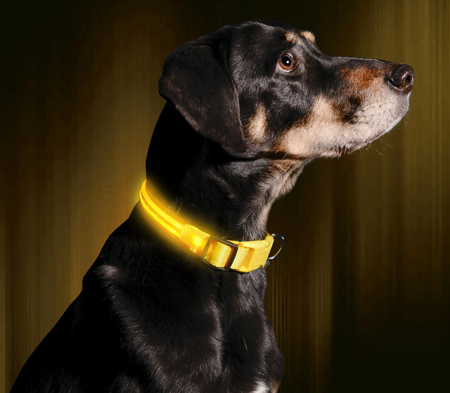 USB Rechargeable LED Collar for Dogs
