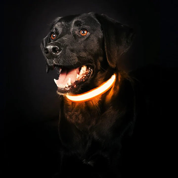 USB Rechargeable LED Collar for Dogs